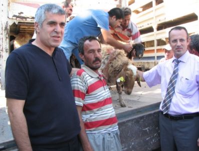 KAYA ÇıTAK - Mersin`de 69 Aileye 966 Küçükbaş Hayvan Dağıtıldı