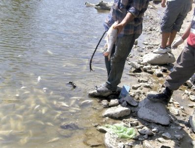 Sakarya Nehri`nde Toplu Balık Ölümleri Meydana Geldi