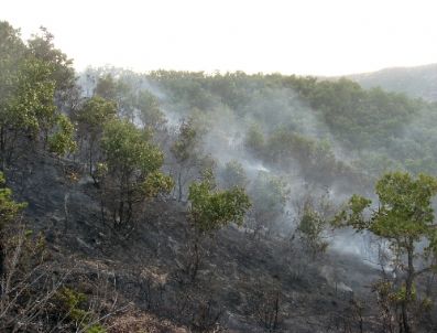 Şaphane`de Orman Yangını