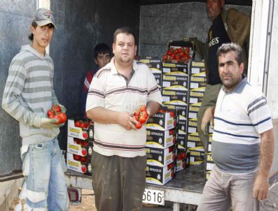 Sarıkaya`da Jeotermal Enerji İle İsıtılan Serada Domates Hasadı Başladı