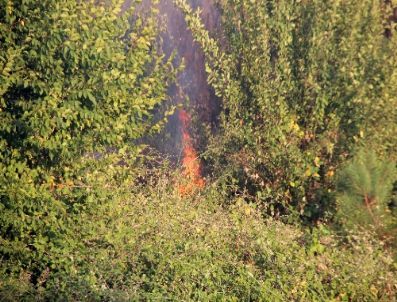 Yangın Nedeniyle Ağaçlandırılan Ormanlık Alan Yeniden Yandı
