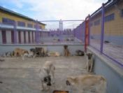 Artan Kuduz Köpek Sayısı Belediyeyi Alarma Geçirdi