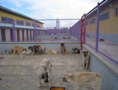 Artan Kuduz Köpek Sayısı Belediyeyi Alarma Geçirdi