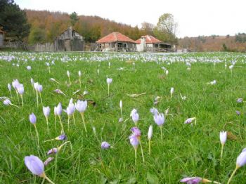 İSMAIL ATIK - Yalova'ya Dev Turizm Projesi