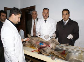 NEVZAT PALTA - Aksaray Belediyesi Bir Ayda 500 Köpeği Kısırlaştırdı