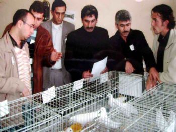 Çan’da 7. Güvercin Festivali Hazırlıkları Sürüyor