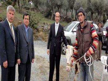 CELALETTIN CANTÜRK - Köylüye Süt Sığırı Desteği