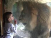 Küçük kız aslanı fena kızdırdı