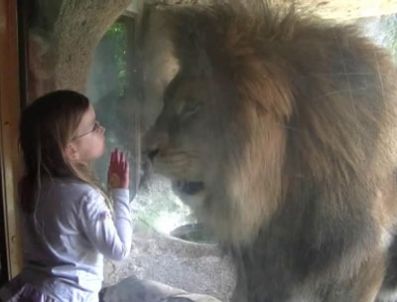 Küçük kız aslanı fena kızdırdı