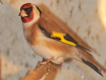 Avlanması Yasak Kuşları Tuzağa Düşürdüğü Gerekçesiyle 25 Bin 200 Lira Ceza Aldı