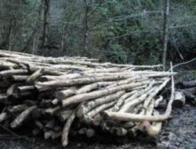 Ağaç dalında cezasını tamamlamaya çalışıyor