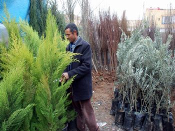 Akçakalede Fidan Satışları Başladı
