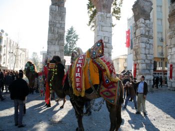 HÜSEYIN VEFA ÜLGÜR - Deve Güreşi Festivalinde İlk Gün Coşkusu