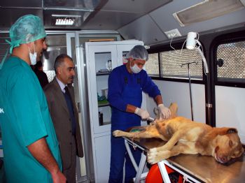 Sokak Hayvanları Aşılanıyor