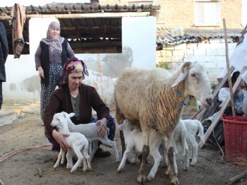 OSMAN GÜL - Bir Doğumda Altı Yavru Sahibi Oldu