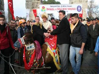 HÜSEYIN VEFA ÜLGÜR - Festivalinin En Süslü Devesi Seçildi