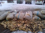 Erzurum'da Kaçak Avlanan Bin 100 Kg Balığa El Konuldu