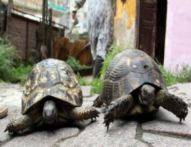 Hayvan Severin Evinde Aç Kalan 10'larca Hayvan Kurtarıldı