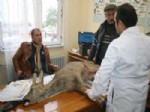 İLYAS MEMIŞ - Köye İnen Karaca’ya Köpekler Saldırdı