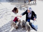 Soğuktan Titreyen ve Aç Kalan Yavru Köpeklere Çocuklar Sahip Çıktı