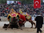 SALIH GÜRHAN - Bodrum'da Deve Güreşleri Yapıldı