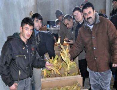 Muş’ta Tütün Üreticileri Tütünlerini Satabilmek İçin Kızakla Taşıyor