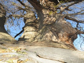 Türkiye'nin En Yaşlı Kestane Ağacı Kütahya'da
