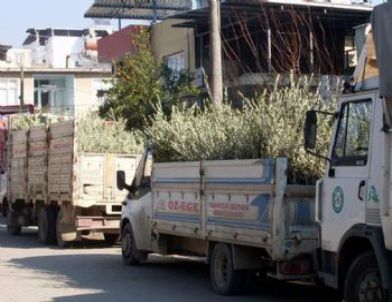 Germencik’te 3900 Fidan Dağıtıldı