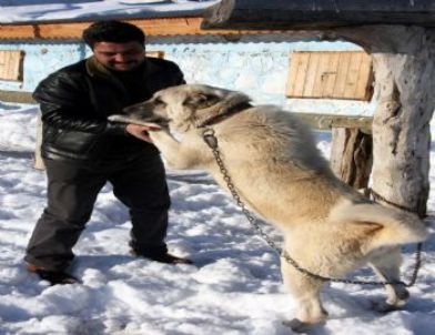 (özel Haber) Kar Üzerinde 'kangal Ski'