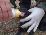 Öksüz Kalan Yavru Köpekler, Biberonla Besleniyor