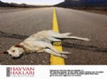 TCK - 'trafikteki Hayvan Katliamı Durdurulsun'