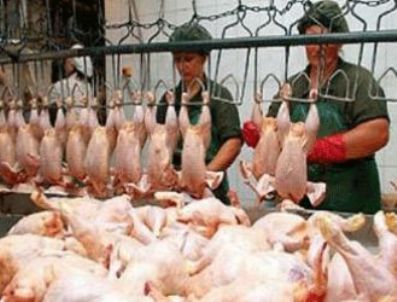 BEYPILIÇ - Suudi Arabistan, Türkiye'den tavuk eti ithalatı yasağını kaldırdı