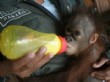 Yavru Orangutanlara Ormanda Hayatta Kalma Dersi