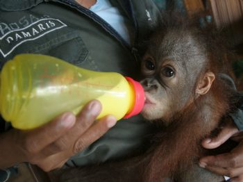 Yavru Orangutanlara Ormanda Hayatta Kalma Dersi