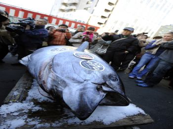 567 Bin Euroluk Balık!