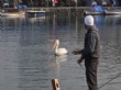 Foçalılar Foça Sahillerine Renk Katan Pelikanlara Gözü Gibi Bakıyor