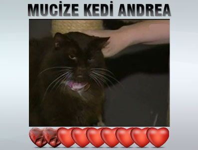 UTAH - İki kez uyutuldu ama ölmedi