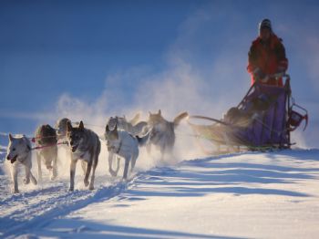 GORKI - Köpekli Kızaklar Moskova’da