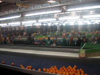 MANGO - Mango Gıda’nın Narenciye Tesisini Bakan Çağlayan Açıyor