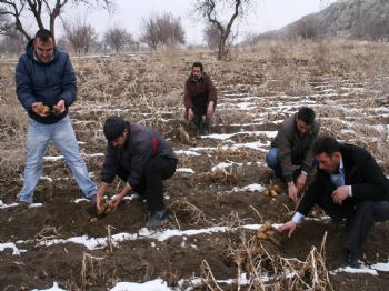 (özel Haber) Nevşehir'de Binlerce Ton Patates Çöpe Döküldü