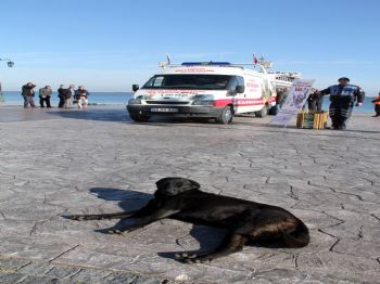 Samsun Büyükşehir Belediyesi'nden Hayvanlara Özel Ambulans