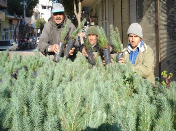 Sarıgöl'de 35 Bin Fıstık Çamı Toprakla Buluşuyor