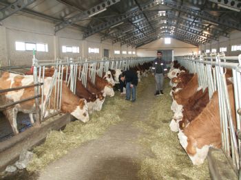 FARUK GÜNAY - Erzincan'da Süt Karşılığında İnek Dağıtıldı