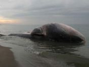 Balina uzmanları bu sorunun yanıtını arıyor
