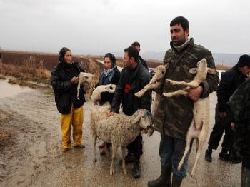 BÜYÜK MENDERES NEHRI - Büyük Menderes Nehri Taştı, Ağıldaki 20 Kuzu Sürüklendi