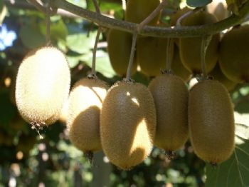 Ordu 'kivi Diyarı' Oldu