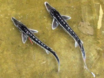 CELIL ÖZ - Amasya'da Mersin Balığı Üretimi