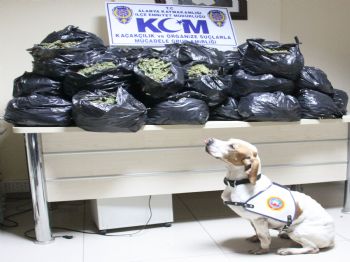 Polisi Kontrol Ederek Getirdikleri 50 Kilogram Esrarı Alanya’da Yakattılar