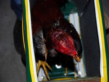 Sakarya'da Horoz Dövüşü Yaptıran 57 Kişi Gözaltına Alındı