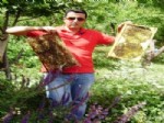 Bal Üretimi Düştü, Ama Birim Fiyat Arttı